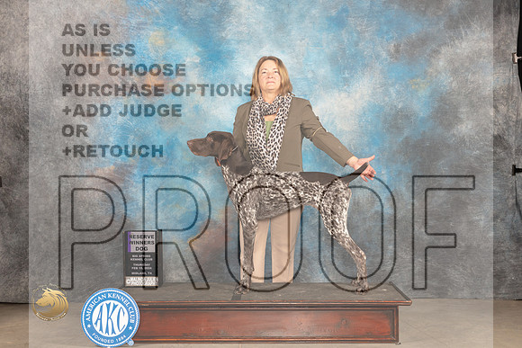 German Shorthaired POinter #9 Thur RWD Judge Gloria Kerr_JP_0025_MIDLAND2024_HR3