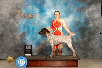 German Shorthaired Pointer #5 Thur BOS JUdge Gloria Kerr