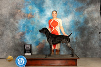 German Shorthaired Pointer #7 Thur SD Judge Gloria Kerr