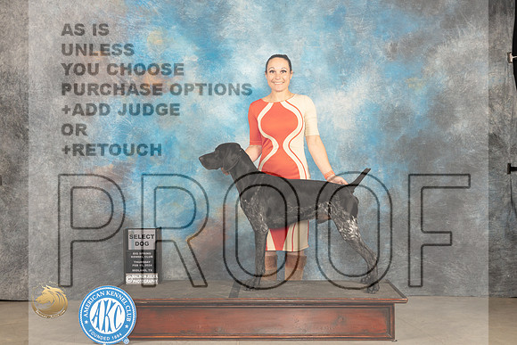 German Shorthaired Pointer #7 Thur SD Judge Gloria Kerr_JP_0003_MIDLAND2024_HR3