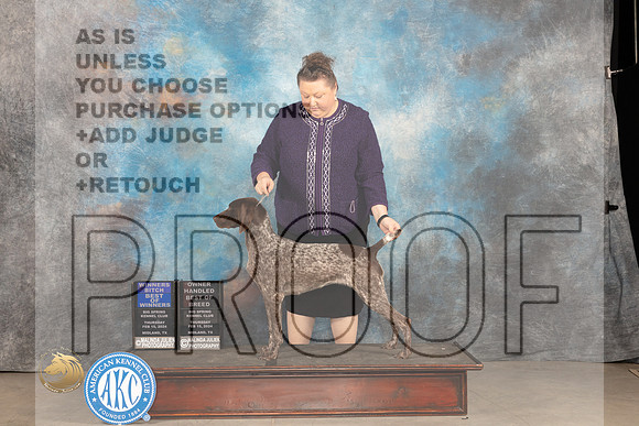 German Shorthaired Pointer #8 Thur WBBOWOHBOB Judge Gloria Kerr_JP_0058_MIDLAND2024_HR3