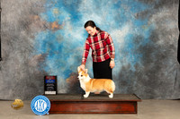 Pembroke Welsh Corgi #10 Thur WBBOBOS Judge Del Richards