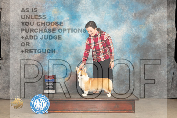 Pembroke Welsh Corgi #10 Thur WBBOBOS Judge Del Richards_JP_0055_MIDLAND2024_HR3