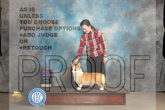 Pembroke Welsh Corgi #10 Thur WBBOBOS Judge Del Richards_JP_0056_MIDLAND2024_HR3