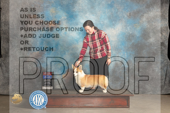 Pembroke Welsh Corgi #10 Thur WBBOBOS Judge Del Richards_JP_0058_MIDLAND2024_HR3
