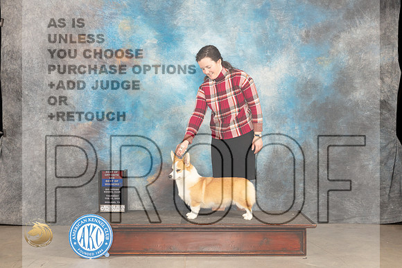 Pembroke Welsh Corgi #10 Thur WBBOBOS Judge Del Richards_JP_0060_MIDLAND2024_HR3
