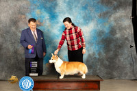 Pembroke Welsh Corgi #7 Thur WD Judge Del Richards
