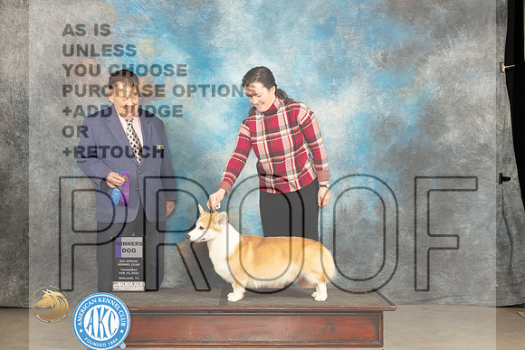 Pembroke Welsh Corgi #7 Thur WD Judge Del Richards_JP_0048_MIDLAND2024_HR3