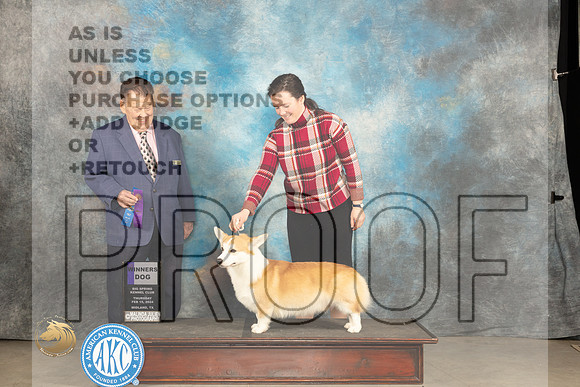 Pembroke Welsh Corgi #7 Thur WD Judge Del Richards_JP_0049_MIDLAND2024_HR3