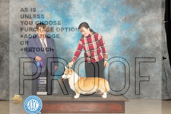 Pembroke Welsh Corgi #7 Thur WD Judge Del Richards_JP_0050_MIDLAND2024_HR3