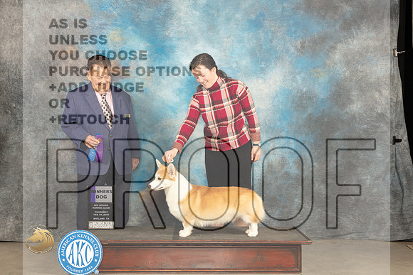 Pembroke Welsh Corgi #7 Thur WD Judge Del Richards_JP_0051_MIDLAND2024_HR3