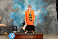Shetland Sheepdog #15 Thurs WBM Judge Del Richards