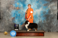 Shetland Sheepdog #15 Thur WBM Judge Del Richards r