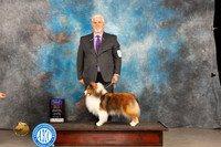 Shetland Sheepdog #22 Thur BOBOHBOB Judge Del Richards