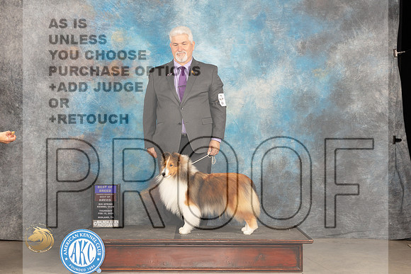 Shetland Sheepdog #22 Thur BOBOHBOB Judge Del Richards_JP_0019_MIDLAND2024_HR3