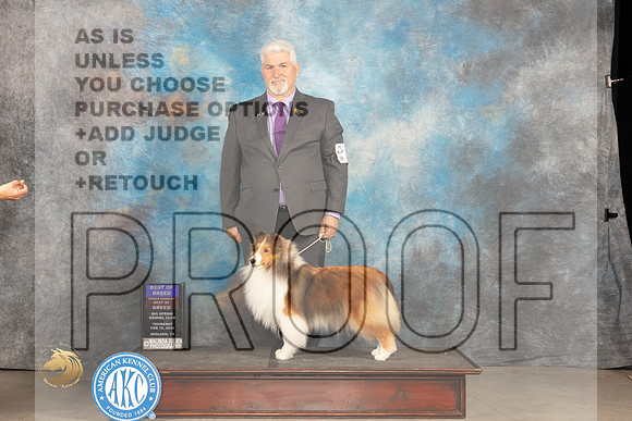Shetland Sheepdog #22 Thur BOBOHBOB Judge Del Richards_JP_0020_MIDLAND2024_HR3