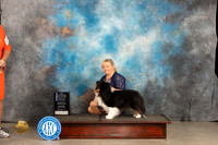 Shetland Sheepdog #30 Thur BOBBOWCHM Judge Del Richards r