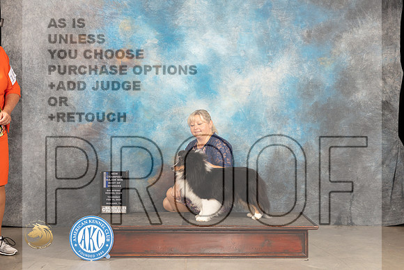 Shetland Sheepdog #30 Thur BOBBOWCHM Judge Del Richards r_JP_0072_MIDLAND2024_HR3