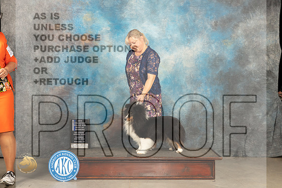 Shetland Sheepdog #30 Thur BOBBOWCHM Judge Del Richards r_JP_0074_MIDLAND2024_HR3