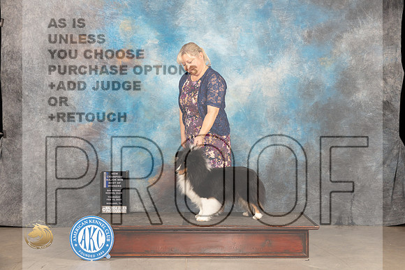 Shetland Sheepdog #30 Thur BOBBOWCHM Judge Del Richards r_JP_0076_MIDLAND2024_HR3