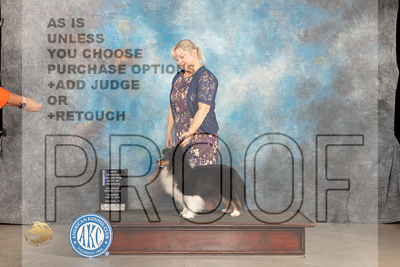 Shetland Sheepdog #30 Thur BOBBOWCHM Judge Del Richards r_JP_0078_MIDLAND2024_HR3