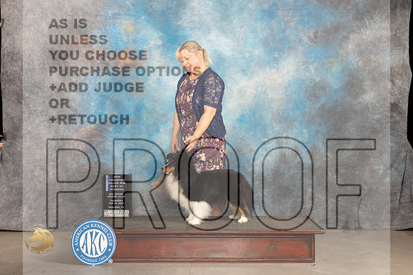 Shetland Sheepdog #30 Thur BOBBOWCHM Judge Del Richards r_JP_0079_MIDLAND2024_HR3