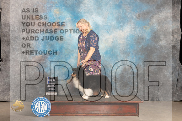 Shetland Sheepdog #30 Thur BOBBOWCHM Judge Del Richards r_JP_0081_MIDLAND2024_HR3