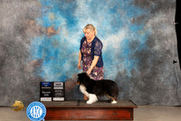Shetland Sheepdog #30 Thurs BOWWBCH Judge Del Richards