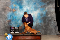 Vizsla #15 Thur BOSWDBPM Judge Gloria Kerr