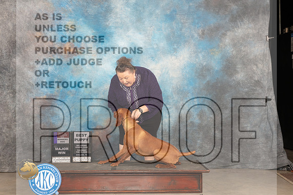 Vizsla #15 Thur BOSWDBPM Judge Gloria Kerr_JP_0002_MIDLAND2024_HR3
