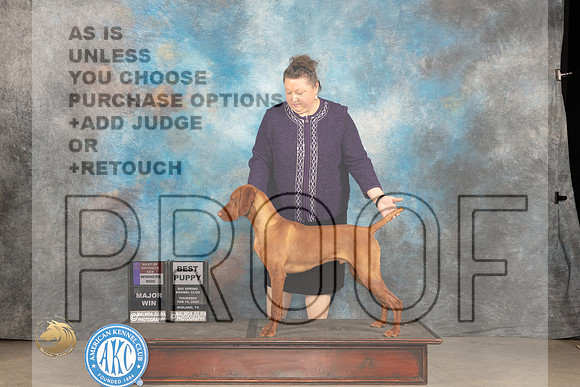Vizsla #15 Thur BOSWDBPM Judge Gloria Kerr_JP_0003_MIDLAND2024_HR3