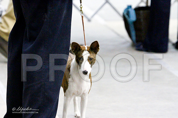 Basenji-3184LR