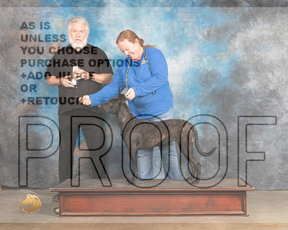Dutch Shepherd Thurs_MMJ_4477_BeltonTxClassic2021-HR3
