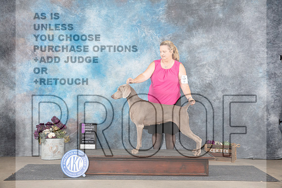 Weimaraner #6 Sat OHG1 Judge Gloria Kerr__JP_7347_Belton_2024_HR3