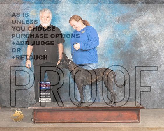 Dutch Shepherd Thurs_MMJ_4485_BeltonTxClassic2021-HR3