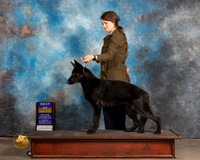 German Shepherd Dog #216 Thurs BOB Judge Rose OHara r