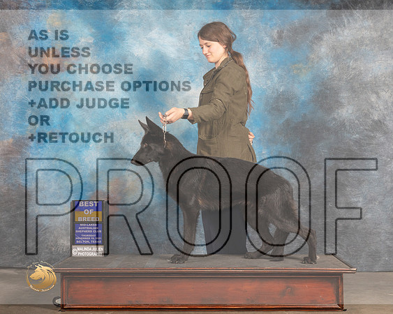 German Shepherd Dog #216 Thurs BOB Judge Rose OHara r_MMJ_4593_BeltonTxClassic2021-HR3