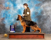German Shepherd Dog #217 Thurs WD Judge Rose Marie OHara