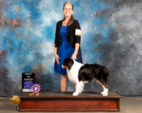 Miniature American Shepherd #109 Thurs BOB Judge Rose OHara