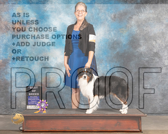 Miniature American Shepherd #109 Thurs BOB Judge Rose OHara_MMJ_4547_BeltonTxClassic2021-HR3