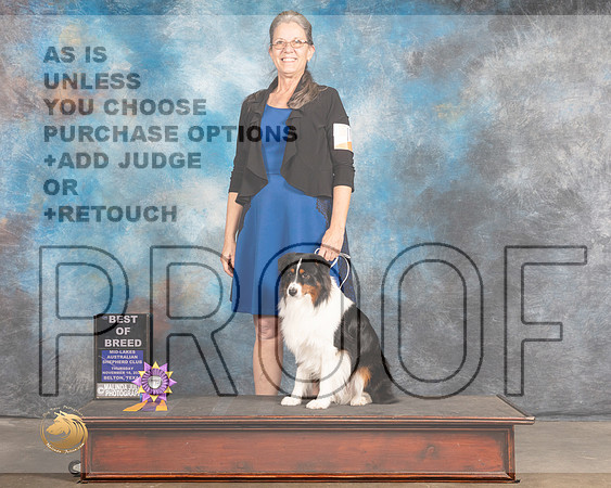 Miniature American Shepherd #109 Thurs BOB Judge Rose OHara_MMJ_4553_BeltonTxClassic2021-HR3