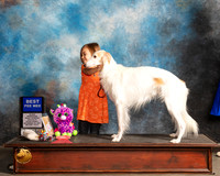 Silken Windhound # Pee Wee Thurs PeeWee Judge Robert Stein