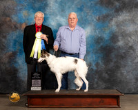 Silken Windhound #11 Thurs BOS Judge Robert Stein