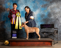 Stumpy Tail Cattledog #207 Thurs G3 Rosemarie OHara