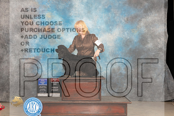 Cocker Spaniel Black #5 Thurs BOW Judge Gloria Kerr_JP_0096_MIDLAND2024_HR3