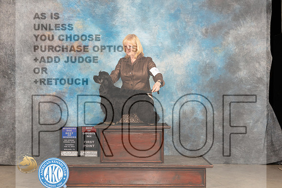 Cocker Spaniel Black #5 Thurs BOW Judge Gloria Kerr_JP_0094_MIDLAND2024_HR3