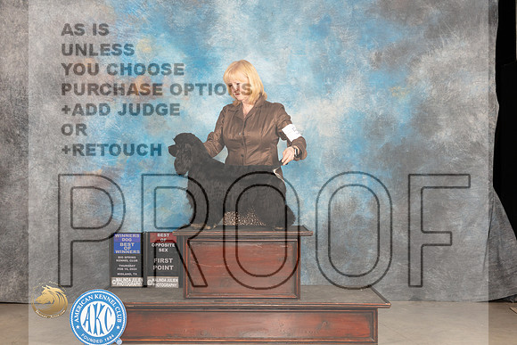 Cocker Spaniel Black #5 Thurs BOW Judge Gloria Kerr_JP_0097_MIDLAND2024_HR3
