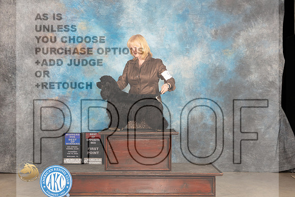 Cocker Spaniel Black #5 Thurs BOW Judge Gloria Kerr_JP_0098_MIDLAND2024_HR3