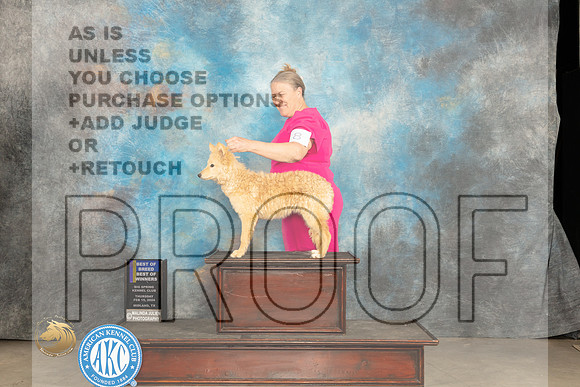Mudi #8 Thur BOBBOW Judge Del Richards_JP_0131_MIDLAND2024_HR3