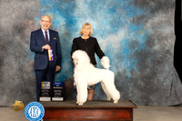 Poodle Std #8 Thur BOBBOW Judge Tim Robbins